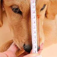 Bozales ajustables para perros, transpirables, previenen mordeduras y ladridos, cubierta bucal antiladridos, protector bucal suave y duradero para perros - details 4