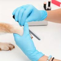 Cortauñas Profesional para Perros y Gatos Guarda de Seguridad Rápida Mango Ergonómico Azul y Negro - details 6