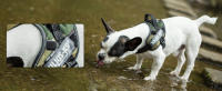 for dog harness