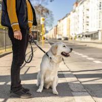 Correa de alta resistencia, correa táctica para perros que absorbe los golpes de 4 a 6 pies con 2 asas acolchadas, Clip de Metal fácil avanzado, reflectante No - details 6