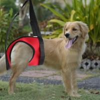 Arnés para perro