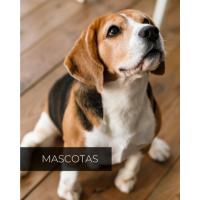 MASCOTAS