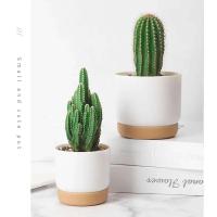 Riego automático ETA, absorción automática de luz, ETE jugoso redondo de doble capa, ETA pequeña de planta verde - details 9