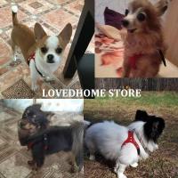 Lindo arnés perros pequeños chaleco suave cachorro pequeño gato Collar mascotas pecho de cuero para Chihuahua Yorkie maltés - details 2