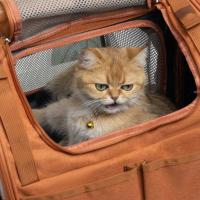 Mochila transportadora duradera para mascotas con cortinas parasol, malla de PVC para gatos y perros de hasta 13 libras, almohadilla extraíble a prueba de arañazos - details 7