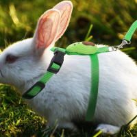 Juego de tirantes para mascotas pequeñas, conjunto de correas de conejo, erizo, aguacate, poliéster - details 1