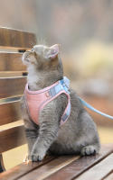 HOOPET-Chaleco con correa para gato, arnés ajustable de malla transpirable para exteriores, tirantes para el pecho, Collar impermeable - details 8