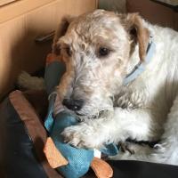 Juguete de Peluche de Perro Pato de Sonido para Cachorros Juguete de Masticar para Perros Pequeños, Medianos, Grandes Limpieza Dental Suministros para Mascotas - details 4