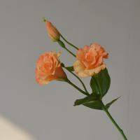 Flores artificiales de Lisianthus de tacto Real, flores de seda, ramo de novia, flores falsas de Eustoma, suministros para fiestas elegantes - details 2