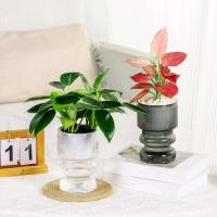 Flor hidropónica perezosa, absorción automática de agua, autorriego, planta de plástico ETA, decoración del jardín del hogar - details 0