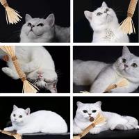 ATUBAN Cat Toys Silvervine Chew Stick,Kitten Treat Catnip Toy Kitty Natural Stuff with Catnip for Cleaning Teeth Indoor Dental - details 5