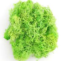 Musgo eterno, manualidades DIY, hierba, 20/40/100g, plantas verdes artificiales, decoración del hogar, habitación, jardín, mini país, hierba falsa - details 15