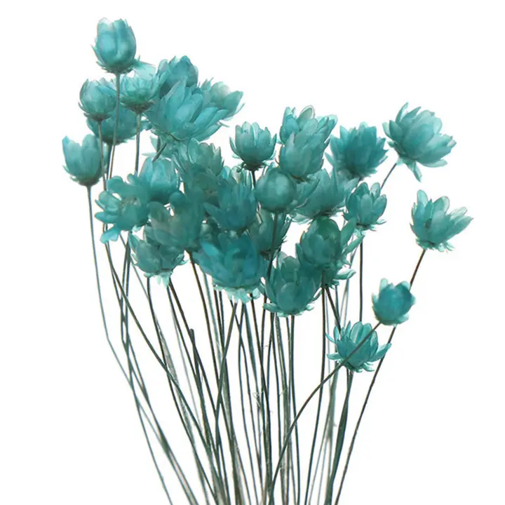 30pcs Flores Secas de Brasíl Gypsophila Estrella Pequeña Arte Decorativo DIY - 1