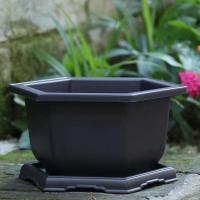 Plantas jugosas cuadradas, ovaladas, hexagonales, bonsái, pequeño éter de plástico en ETA, imitación cerámica morada, venta al por mayor - details 4