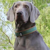 Collar de perro reflectante con correas elásticas, Collar ajustable sin tirones para mascotas para perros medianos y grandes, hebilla de liberación rápida resistente - details 15