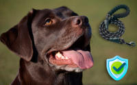 Perro seguro con correa Edipets