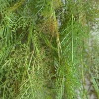 Planta de helecho colgante Artificial de 90cm, hojas de plantas verdes realistas de plástico, plantas colgantes falsas elegantes, fiesta de vacaciones y boda - details 2