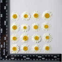 Juego de 12 Uds. De flores secas naturales de 2,5-4cm para rellenos de funda de teléfono DIY, flor de crisantemo de cristal prensado, decoraciones artísticas para uñas - details 8
