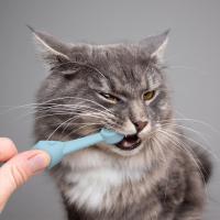 Nuevo cepillo de dientes para mascotas, cepillo de dientes de limpieza bucal para perros y gatos, limpieza anticálculo, suministros para mascotas - details 3