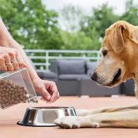 Tazón de Mascotas de Acero Inoxidable A Prueba de Resbalones, Anti-Alimentos, Disco de Agua para Perros Suministros para Mascotas - details 14