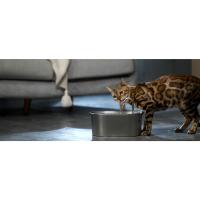 fuente para gatos