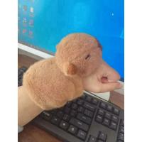 Nuevo Pulsera De Peluche Capybara Juguete De Algodón Ecológico Dibujito Animado Kawaii Regalo Divertido Para Niños - details 10
