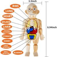 Juguetes Educativos para Niños Modelo de Órganos Humanos Kit de Ciencia DIY para Niños y Niñas de 3 a 8 Años de excitat - details 2