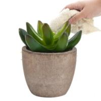 PLANTA