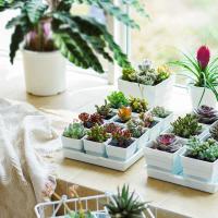 Red Juicy ETA, Cactus de plástico de flores, Lithops, ETA, contenedores, plántulas, suministros de jardín para guardería, decoración del hogar - details 4