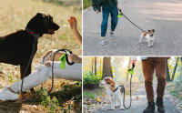 dog leash