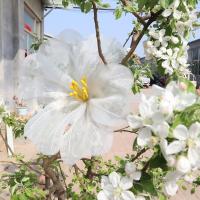 Nuevos accesorios de tiro artificiales de glorias de la mañana de imitación grandes, flores de gasa, cabeza de flor de paisajismo de boda de alta calidad para exteriores - details 3