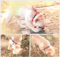 HOOPET-Cadena de cuerda de tracción para perro, Collar de perro grande, Correa cómoda de Material de nailon, 5 colores, productos para mascotas - details 8