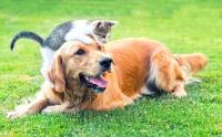 KPUY Rastrillo para Mascotas Recogedor de Excrementos de Perros y Gatos Pala Eléctrica - details 0