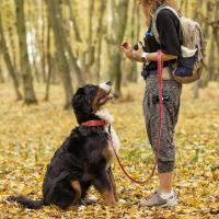 Juego auténtico perros, collares personalizados de cuero genuino mascotas, correas personalizadas para perros pequeños, medianos - details 15