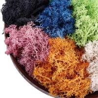 20g DIY sala de estar adornos para el hogar plantas verdes Mini paisaje decoración de jardín musgo eterno plantas artificiales - details 12
