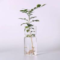 DIY Micro paisaje claro jacinto maceta de vidrio botella terrario contenedor wer florero para el hogar Oficina r - details 1