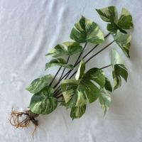 Boda falsa glicina plantas simuladas impresas en 3D, espalda de tortuga de plástico, hojas de manzana verde de bambú, decoración del hogar - details 26