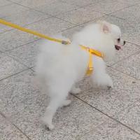 Arnés para perro en forma de X, chaleco suave y transpirable, correa para el pecho para mascotas, antiescape, suministros de tracción ajustables para caminar - details 6
