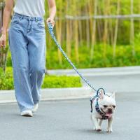 Correa para Mascotas TRUELOVE con Asa Acolchada de Neopreno Control de Tráfico Fuerte y Fácil de Usar Viaje para Perro y Gato TLL3112 - details 11
