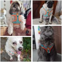 Conjunto de arnés y correa reflectante para perro y gato, chaleco ajustable para caminar al aire libre, perros pequeños y medianos - details 11