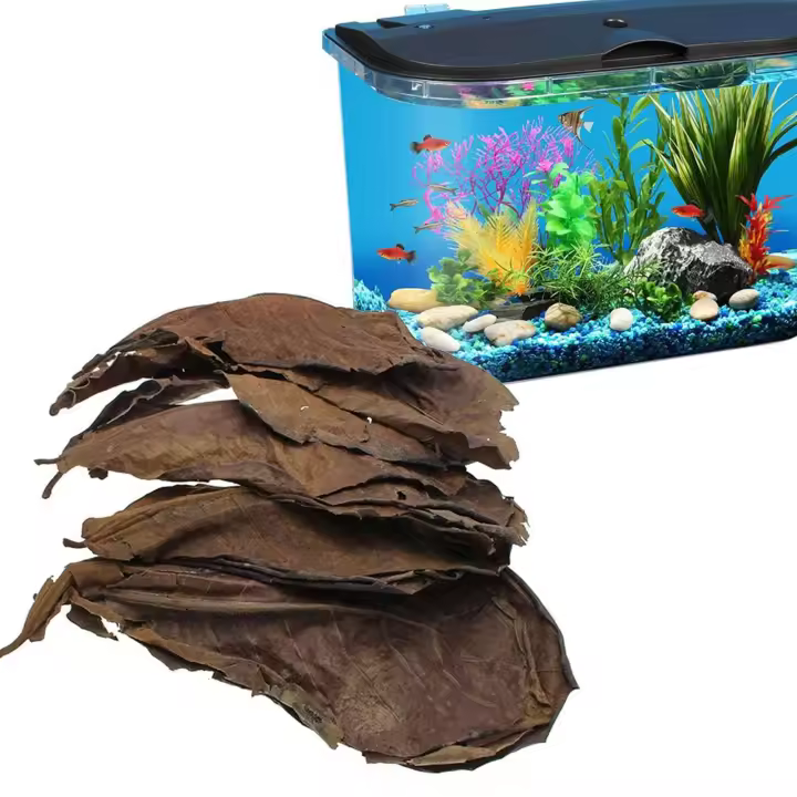 Hojas de olivo naturales de 50 piezas, mejora la calidad del agua y la estabilización, adecuadas para decoraciones de acuario - 1