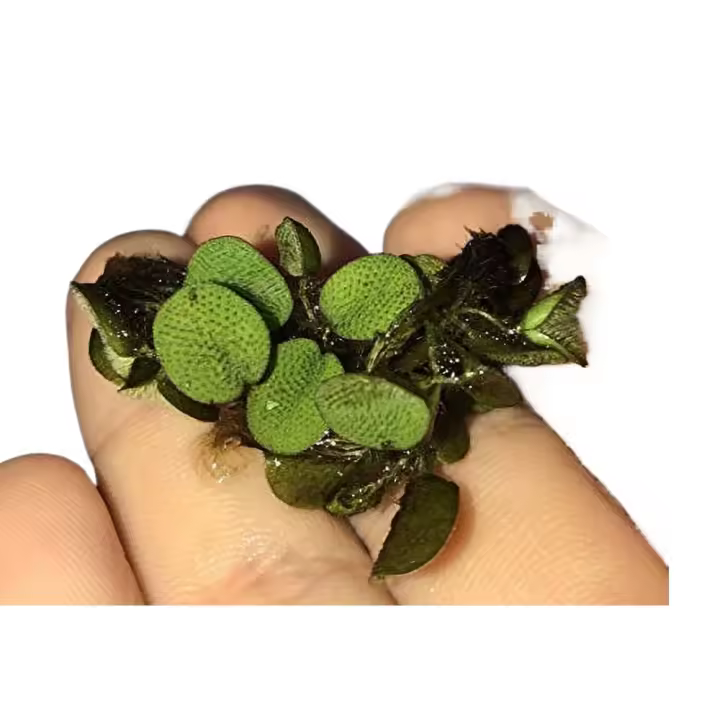 Plantas flotantes para acuario, 50 espinillas de agua - 1