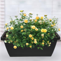 METRO rectangular de plástico flores verduras, ventanas CA con bandejas de té para uso interior y exterior, 4 piezas - details 7