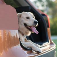 Ayuda a tu perro a saltar en el coche.