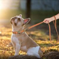 Conjunto Collar personalizado perro, correa plomo caminar, collares de cuero para mascotas, perros pequeños, medianos y grandes, - details 38