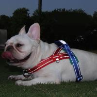 Chaleco con arnés ajustable para perro, cómodo chaleco reflectante a prueba de explosiones con correa para el pecho para perro, resistente al desgaste, Bulldog Francés - details 11