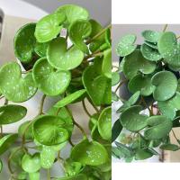 Plantas de hierba de moneda de cobre Artificial suave, hojas de hiedra falsas hechas a mano realistas, Mini ramo para colgar en la pared, decoración del hogar - details 6