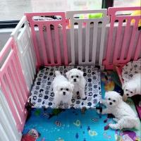 Cama elevada para gatos, hamaca para mascotas, casa transpirable, nido para gatitos, cama colgante pequeña para perros y gatos, camas de lona para dormir para mascotas - details 5