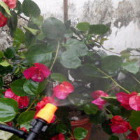 Boquilla de pulverización de 6mm, pulverizador ajustable naranja, 50 piezas, para Agricultura, Riego de jardín, invernadero, nebulizador - details 3