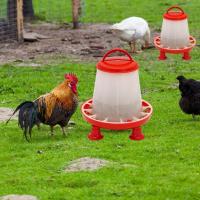 Cubo alimentador de pato y pollo de 1,5 kg con patas, fuente de comida para aves de corral, pollo, gallina, tapa con mango, suministros de riego de alimentación, nuevo - details 4